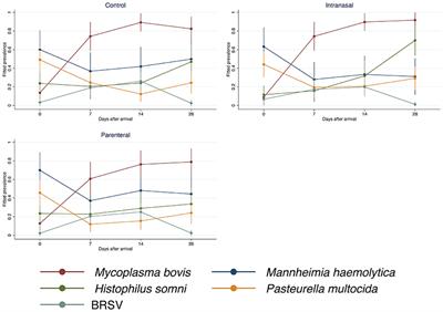 Mycoplasma bovis is associated with Mannheimia haemolytica during acute bovine respiratory disease in feedlot cattle